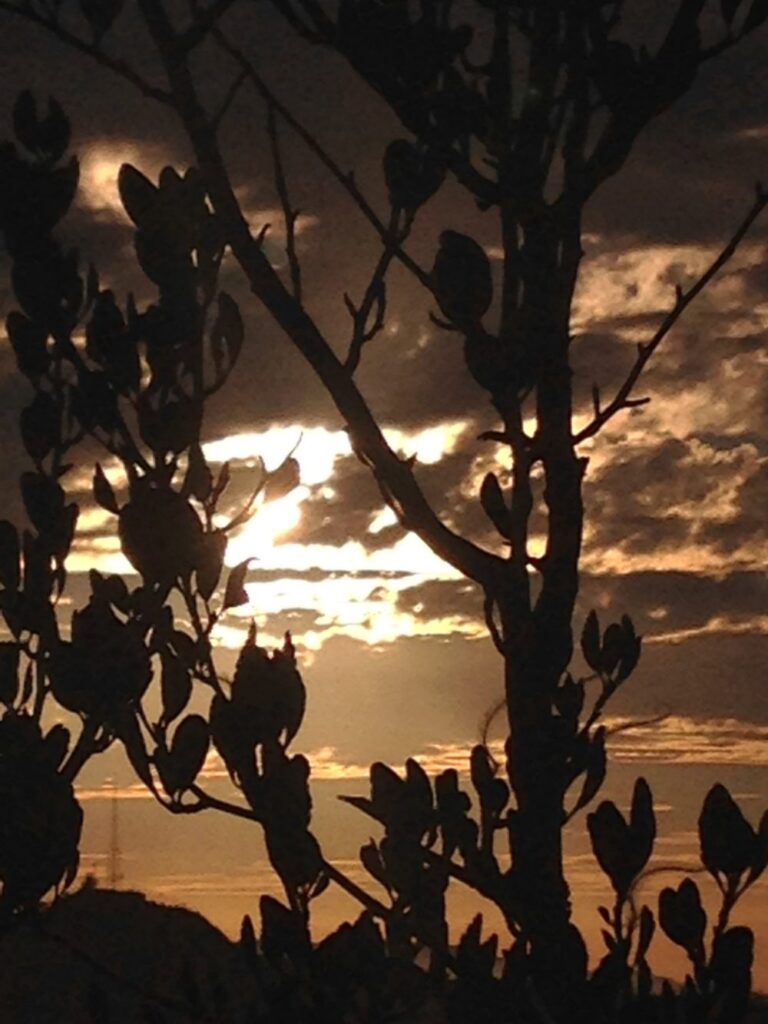 sunset through trees